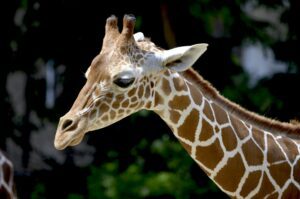 Interesting Facts About Giraffes