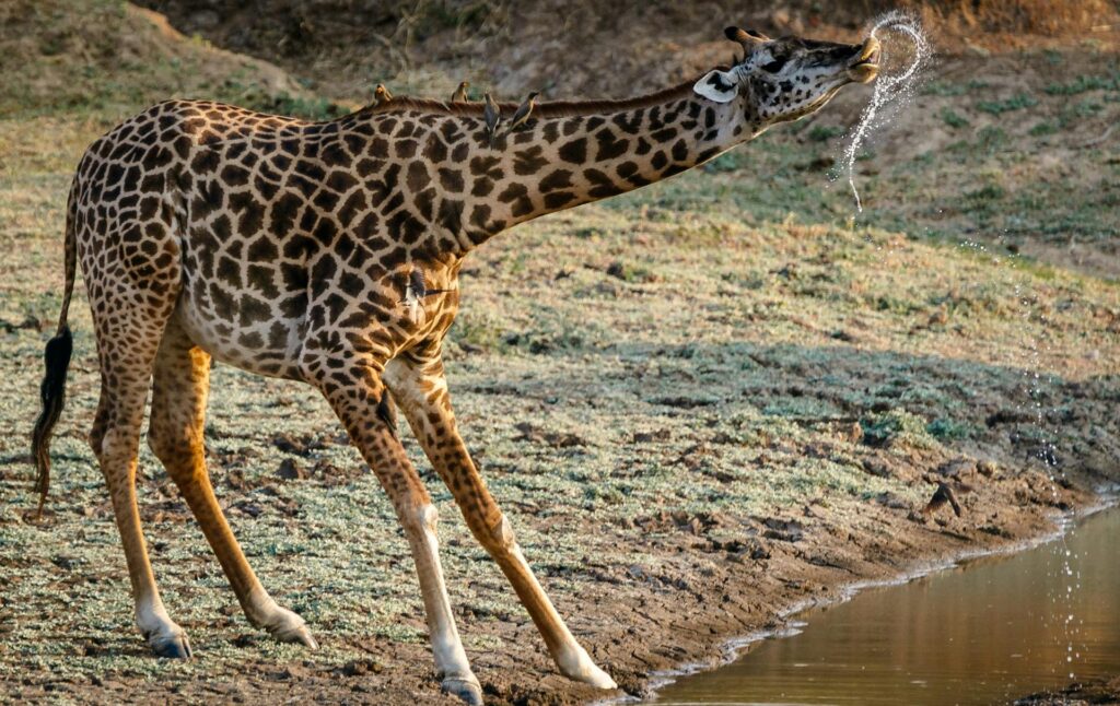 Fun Facts About Giraffes