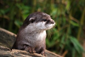 Fun Facts about Otters