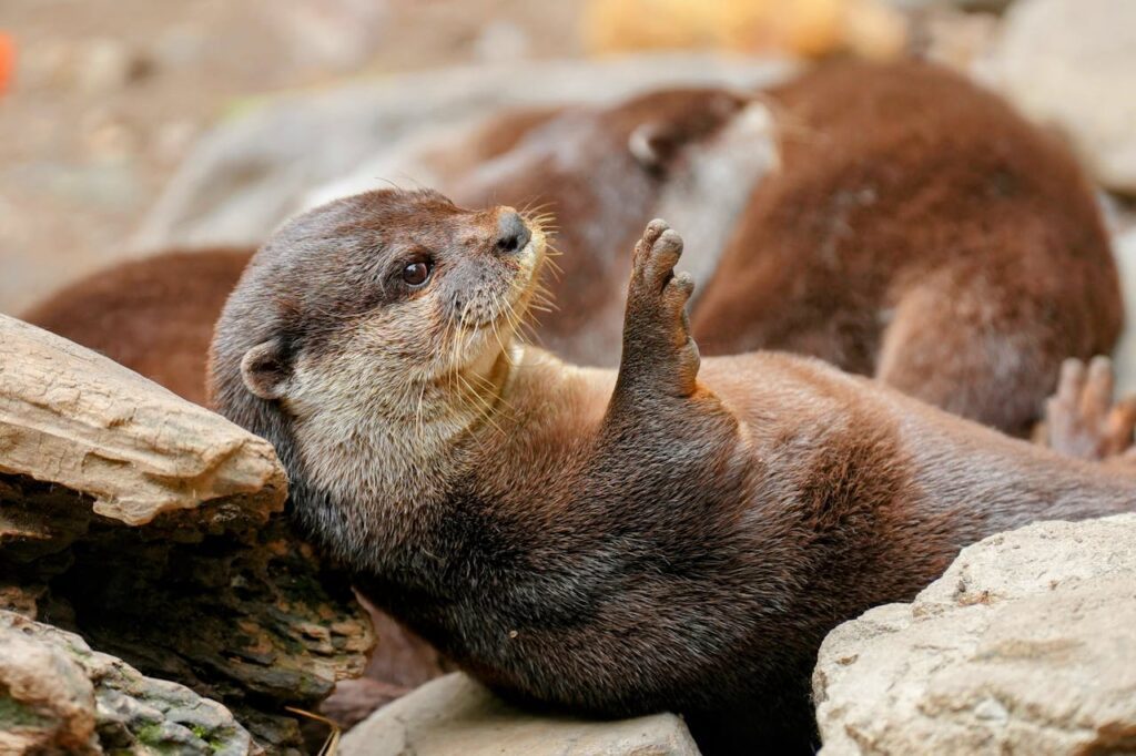 Interesting Facts about Otters